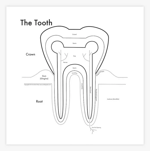 Tooth Print