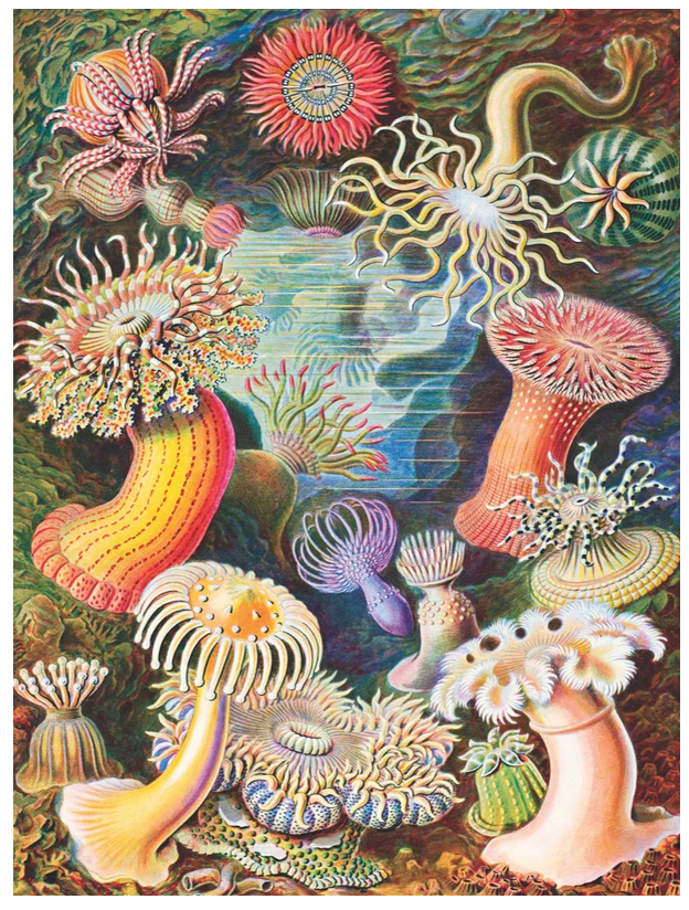 Sea Anemones Puzzle